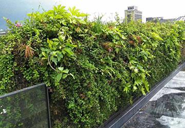 室外植物墙 室外植物墙